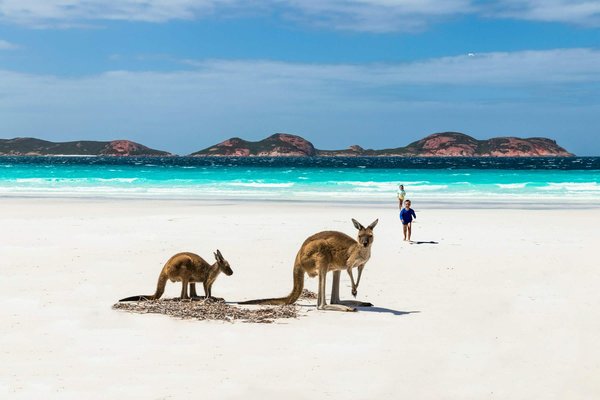 Quelles locations de vacances en Australie offrent des excursions pour observer les kangourous?